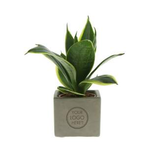 Betonnen potje met een persoonlijke boodschap of een logo; Ontdek de perfecte groene mix in combinatie met de elegantie en robuustheid van onze Congreetz® plantpotten. Ideaal voor op kantoor vanwege hun eenvoudige onderhoud, lange levensduur en luchtzuiverende eigenschappen. De Congreetz® met planten combineren stoerheid en luxe met een verfrissende uitstraling. De naam ‘Congreetz®’ knipoogt naar het gebruikte materiaal (beton) en het vermogen om groeten en boodschappen over te brengen.<br /><br />De Congreetz® plantenpotten zijn gevuld met een mix van kwalitatieve en verfrissende sansevieria planten, die bekend staan om hun luchtzuiverende eigenschappen en bijdrage aan een gezondere werkomgeving. Met hun minimale onderhoudsbehoeften zijn ze perfect voor op kantoor en voegen ze een decoratief accent toe aan elke ruimte wat lang in beeld is. Kortom, ze zijn de ideale keuze voor jou. Als er toch de voorkeur is voor een andere plant, neem dan gerust contact met ons op.<br /><br />Met een nauwkeurige gravure op het betonnen oppervlak, biedt Congreetz® een tijdloze uitstraling die past op elk bureau, tafel of kantoorruimte. De mogelijkheden zijn eindeloos – van bedrijfslogo’s tot inspirerende citaten – waardoor deze potjes zich onderscheiden als promotionele artikelen of relatiegeschenken. Of het nu gaat om een blijk van waardering voor medewerkers, een promotioneel geschenk voor klanten, of een feestelijke touch tijdens speciale evenementen, Congreetz® past naadloos in elke zakelijke setting.<br /><br />Heeft u vragen over dit product, de gewenste personalisatie of eventuele verpakkingen? Neem dan gerust contact met ons op.<br /><br />Bloemen en planten zijn levende artikelen en dienen met zorg vervoerd te worden om de kwaliteit te waarborgen. Denk hierbij aan het recht ophouden van planten, breekbaarheid en de invloed van tempratuur op de planten. Hierdoor is het in bijna alle gevallen noodzakelijk om onze producten wanneer het in bulk gaat per pallet te verzenden, ook wanneer het lage aantallen betreft. Vraag ons gerust naar de transportkosten.