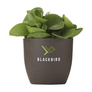 WoW! This fully compostable flower pot is made from the coffee grounds that come from making one cup of coffee. And it can be personalised with your company logo, making it the perfect flower pot to bring a little green into your office. Made in Holland.  In the Netherlands, 120 million kilos of coffee grounds are produced annually. The Coffee Based material is a mixture of used coffee grounds and a biopolymer. The biopolymer of the Coffee Based material is based on recycled raw materials from potato, grain, root or seed flour. The used coffee grounds are a waste stream from the coffee industry or the office environment. Made in Holland.  As coffee grounds are an organic material, they are naturally biodegradable. The biopolymer is also biodegradable and complies with EN13432 (standard for industrial composting). Each item is supplied in an individual brown cardboard box.