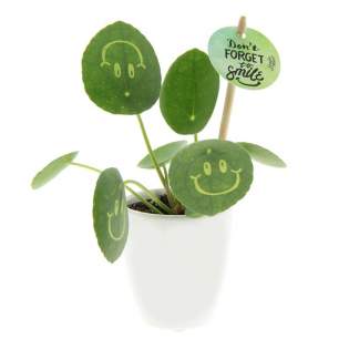 With this living plant, you can bring a smile to your clients' faces, exude positivity, and bring life to the office. The trendy Pancake Plant has been transformed into the Smylieplant®, which makes everyone happy. The Pilea peperomioides, better known as the Pancake Plant, is back in style. This well-known plant features 3 smileys, giving it a unique appearance. It is also known as the ideal desk plant, as both plants and smiling are good for health. When this plant receives enough water and light, it can last a very long time. The smileys and logos will remain on the plant unless the leaf they are on falls off. This is a normal occurrence in plants, but it can take a while.<br /><br />It is, of course, possible to personalize the Smylieplant® with your logo or design. Thanks to our special techniques, applying the smileys or logos does not affect the plant's lifespan. This allows you to showcase your logo, slogan, or message on one or all of the Smylieplant® leaves, leaving a unique impression. Additionally, we offer the option to print on the plant pot or include a personalized card. If you really want to bring a smile to someone's face and radiate positivity, the Smylieplant® is the perfect item.<br /><br />The Smylieplant® is partly seasonal and grows significantly better in summer than in winter due to the greater amount of light and sun. Please contact us for current availability and quality during the winter season. This product is always packed in a protective transparent plant sleeve, even when packed in a gift box. We do this to protect the plant against possible damage. If you have any questions about this product, desired personalization, or packaging options, please feel free to contact us.<br /><br />Flowers and plants are living items and should be transported with care to ensure quality. This includes properly supporting plants, handling their fragility, and considering the impact of temperature on the plants. Therefore, it is almost always necessary to ship our products by pallet when it comes to bulk quantities, even for small quantities. Feel free to ask us about the shipping costs.
