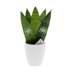 Ideaal voor op het bureau, deze eenvoudig te verzorgen en stijlvolle Sansevieria. De Sansevieria Message Printz® is een toegankelijke plant die je kunt aanpassen met jouw eigen ontwerp of logo. Door het geven van deze plant breng je als gever op een unieke manier je boodschap over aan jouw relaties. Ondanks dat deze plant bijna geen verzorging nodig heeft, kan hij wel maanden tot jaren meegaan. Met een fraai keramisch potje eronder krijgt deze Sansevieria meteen een mooie plek.<br /><br />Deze Sansevieria zal zeker niet onopgemerkt blijven in een kast of lade, wat het tot een waardevol relatiegeschenk maakt dat de aandacht trekt. Personaliseer deze plant met twee bedrukte bladeren, bijvoorbeeld met het logo en de slogan van jouw bedrijf. Door gebruik te maken van speciale technieken kunnen we verzekeren dat het personaliseren van de planten geen impact heeft op hun levensduur. <br /><br />Heeft u vragen over dit product, de gewenste personalisatie of eventuele verpakkingen? Neem dan gerust contact met ons op.<br /><br />Bloemen en planten zijn levende artikelen en dienen met zorg vervoerd te worden om de kwaliteit te waarborgen. Denk hierbij aan het recht ophouden van planten, breekbaarheid en de invloed van tempratuur op de planten. Hierdoor is het in bijna alle gevallen noodzakelijk om onze producten wanneer het in bulk gaat per pallet te verzenden, ook wanneer het lage aantallen betreft. Vraag ons gerust naar de transportkosten.