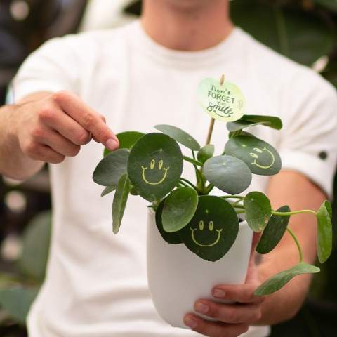 Met deze levende plant tover je een glimlach op het gezicht van je relaties, straal je positiviteit uit en breng je leven op kantoor. De trendy Pannenkoekplant is omgetoverd tot de Smylieplant®, die iedereen blij maakt. De Pilea peperomioides, beter bekend als de Pannenkoekplant, is weer helemaal terug van weggeweest. Deze bekende plant heeft 3 smileys, wat zorgt voor een unieke uitstraling. Het wordt ook wel de ideale bureauplant genoemd, omdat zowel planten zelf als lachen goed zijn voor de gezondheid. Wanneer deze plant voldoende water en licht krijgt, kan hij heel lang meegaan. De smileys en logo's blijven op de plant staan, tenzij het blad waarop ze staan afvalt. Dit is een normaal verschijnsel bij planten, maar dit kan wel enige tijd duren.<br /><br />Het is uiteraard mogelijk om de Smylieplant® te personaliseren met jouw logo of ontwerp. Dankzij onze speciale technieken heeft het aanbrengen van de smileys of logo's geen invloed op de levensduur. Hiermee kun je jouw logo, slogan of boodschap laten schitteren op één of alle bladeren van de Smylieplant®, wat een unieke indruk achterlaat. Bovendien bieden we ook de mogelijkheid om de plantenpot te bedrukken of een gepersonaliseerd kaartje bij te voegen. Wil je echt eens een glimlach op iemands gezicht toveren en positiviteit uitstralen, dan is de Smylieplant® het perfecte item.<br /><br />De Smylieplant® is deels seizoensgebonden en groeit aanzienlijk beter in de zomer dan in de winter door de grotere hoeveelheid licht en zon. Neem contact met ons op voor de actuele beschikbaarheid en kwaliteit tijdens de winterperiode. Dit product wordt altijd in een beschermende transparante plantensleeve ingepakt, ook wanneer dit in een giftbox verpakt wordt. Dit doen wij om de plant te beschermen tegen eventuele beschadigingen. Heeft u vragen over dit product, de gewenste personalisatie of eventuele verpakkingen? Neem dan gerust contact met ons op.<br /><br />Bloemen en planten zijn levende artikelen en dienen met zorg vervoerd te worden om de kwaliteit te waarborgen. Denk hierbij aan het recht ophouden van planten, breekbaarheid en de invloed van tempratuur op de planten. Hierdoor is het in bijna alle gevallen noodzakelijk om onze producten wanneer het in bulk gaat per pallet te verzenden, ook wanneer het lage aantallen betreft. Vraag ons gerust naar de transportkosten.