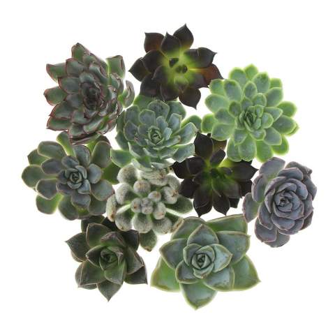 Tiny Treasurez® zijn levende mini-succulenten, als schatten uit de natuur. Deze prachtige groene decoraties vertegenwoordigen kleine ontdekkingen van moeder natuur en komen in verschillende soorten. Alle onze Tiny Treasurez® zijn uniek op zichzelf en hebben weinig onderhoud nodig, wat natuurlijk ideaal is. Ze kunnen heel langzaam wortels creëren, een illustratie van hun natuurlijke overlevingsdrang. Tiny Treasurez® hebben voldoende vochtreserves in hun blad om maandenlang droog te overleven. Ze symboliseren ook wel groei, leven en duurzaamheid. Wil je deze succulenten in een later stadium verder laten groeien, leg ze dan met de onderzijde voorzichtig in een potje gevuld met enigszins droge potgrond.<br /><br />De Tiny Treasurez® Trio wood is een perfect symbolisch geschenk wat door de brievenbus kan, maar ook zo kan worden uitgedeeld. Het FSC-gecertificeerde houten standaardje dient als houder voor de 3 mini-succulenten. De houder kan worden gepersonaliseerd met jouw logo, slogan of boodschap. Het totaal is fraai verpakt in een brievenbusdoosje, dit maakt het versturen en uitdelen super eenvoudig. Deze combinatie van hout en de Tiny Treasurez® is een perfect item voor op het bureau. Op het kaartje staat het verhaal achter de Tiny Treasurez®, zodat ook de ontvanger weet wat voor unieks hij of zij ontvangt. Het levende plantje blijft lang in beeld bij de ontvanger, omdat het niet zomaar in een kast of prullenbak verdwijnt. Personaliseer ze met een boodschap op het product of door middel van een kaartje voor een blijvende indruk. Breng wat extra groene decoratie in huis met onze Tiny Treasurez®.<br /><br />Heeft u vragen over dit product, de gewenste personalisatie of eventuele verpakkingen? Neem dan gerust contact met ons op.<br /><br />Bloemen en planten zijn levende artikelen en dienen met zorg vervoerd te worden om de kwaliteit te waarborgen. Vraag ons gerust naar de transportkosten.