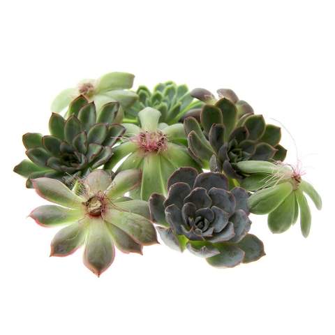 Tiny Treasurez® zijn levende mini-succulenten, als schatten uit de natuur. Deze prachtige groene decoraties vertegenwoordigen kleine ontdekkingen van moeder natuur en komen in verschillende soorten. Alle onze Tiny Treasurez® zijn uniek op zichzelf en hebben weinig onderhoud nodig, wat natuurlijk ideaal is. Ze kunnen heel langzaam wortels creëren, een illustratie van hun natuurlijke overlevingsdrang. Tiny Treasurez® hebben voldoende vochtreserves in hun blad om maandenlang droog te overleven. Ze symboliseren ook wel groei, leven en duurzaamheid. Wil je deze succulenten in een later stadium verder laten groeien, leg ze dan met de onderzijde voorzichtig in een potje gevuld met enigszins droge potgrond.<br /><br />De Tiny Treasurez® Trio wood is een perfect symbolisch geschenk wat door de brievenbus kan, maar ook zo kan worden uitgedeeld. Het FSC-gecertificeerde houten standaardje dient als houder voor de 3 mini-succulenten. De houder kan worden gepersonaliseerd met jouw logo, slogan of boodschap. Het totaal is fraai verpakt in een brievenbusdoosje, dit maakt het versturen en uitdelen super eenvoudig. Deze combinatie van hout en de Tiny Treasurez® is een perfect item voor op het bureau. Op het kaartje staat het verhaal achter de Tiny Treasurez®, zodat ook de ontvanger weet wat voor unieks hij of zij ontvangt. Het levende plantje blijft lang in beeld bij de ontvanger, omdat het niet zomaar in een kast of prullenbak verdwijnt. Personaliseer ze met een boodschap op het product of door middel van een kaartje voor een blijvende indruk. Breng wat extra groene decoratie in huis met onze Tiny Treasurez®.<br /><br />Heeft u vragen over dit product, de gewenste personalisatie of eventuele verpakkingen? Neem dan gerust contact met ons op.<br /><br />Bloemen en planten zijn levende artikelen en dienen met zorg vervoerd te worden om de kwaliteit te waarborgen. Vraag ons gerust naar de transportkosten.