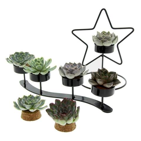 Tiny Treasurez® zijn levende mini-succulenten, als schatten uit de natuur. Deze prachtige groene decoraties vertegenwoordigen kleine ontdekkingen van moeder natuur en komen in verschillende soorten. Alle onze Tiny Treasurez® zijn uniek op zichzelf en hebben weinig onderhoud nodig, wat natuurlijk ideaal is. Ze kunnen heel langzaam wortels creëren, een illustratie van hun natuurlijke overlevingsdrang. Tiny Treasurez® hebben voldoende vochtreserves in hun blad om maandenlang droog te overleven. Ze symboliseren ook wel groei, leven en duurzaamheid. Wil je deze succulenten in een later stadium verder laten groeien, leg ze dan met de onderzijde voorzichtig in een potje gevuld met enigszins droge potgrond.<br /><br />De Tiny Treasurez® Living candle trio is een bijzonder levend geschenk wat door de brievenbus kan, maar ook zo kan worden uitgedeeld. Het kurkje wat qua vorm en grootte zoals een waxinelichtje zijn dienen als houder voor de minisucculenten,. De kurk past precies in een waxinelichthoudertje, waardoor je als het ware een levende kaars creëert. In plaats van het branden van de kaars, kun je nu juist extra groen en gezondheid in huis halen. De houder van kurk kan worden gepersonaliseerd met jouw logo, slogan of boodschap. Het totaal is fraai verpakt in een brievenbusdoosje, dit maakt het versturen en uitdelen super eenvoudig. Op het kaartje staat het verhaal achter de Tiny Treasurez®, zodat ook de ontvanger weet wat voor unieks hij of zij ontvangt.  Het levende plantje blijft lang in beeld bij de ontvanger, omdat het niet zomaar in een kast of prullenbak verdwijnt. Personaliseer ze met een boodschap op het product of door middel van een kaartje voor een blijvende indruk. Breng wat extra groene decoratie in huis met onze Tiny Treasurez®.<br /><br />Heeft u vragen over dit product, de gewenste personalisatie of eventuele verpakkingen? Neem dan gerust contact met ons op.<br /><br />Bloemen en planten zijn levende artikelen en dienen met zorg vervoerd te worden om de kwaliteit te waarborgen. Vraag ons gerust naar de transportkosten.