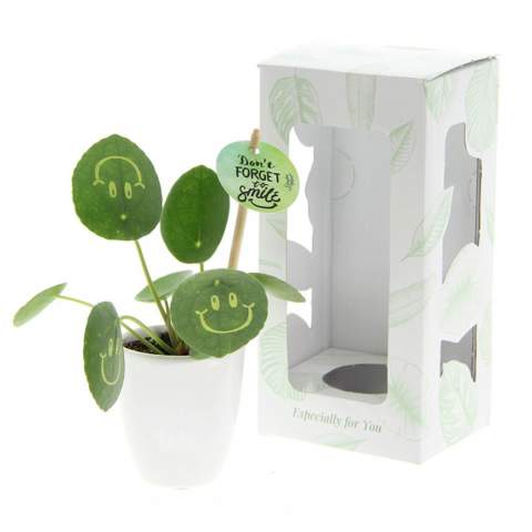 With this living plant, you can bring a smile to your clients' faces, exude positivity, and bring life to the office. The trendy Pancake Plant has been transformed into the Smylieplant®, which makes everyone happy. The Pilea peperomioides, better known as the Pancake Plant, is back in style. This well-known plant features 3 smileys, giving it a unique appearance. It is also known as the ideal desk plant, as both plants and smiling are good for health. When this plant receives enough water and light, it can last a very long time. The smileys and logos will remain on the plant unless the leaf they are on falls off. This is a normal occurrence in plants, but it can take a while.<br /><br />It is, of course, possible to personalize the Smylieplant® with your logo or design. Thanks to our special techniques, applying the smileys or logos does not affect the plant's lifespan. This allows you to showcase your logo, slogan, or message on one or all of the Smylieplant® leaves, leaving a unique impression. Additionally, we offer the option to print on the plant pot or include a personalized card. If you really want to bring a smile to someone's face and radiate positivity, the Smylieplant® is the perfect item.<br /><br />The Smylieplant® is partly seasonal and grows significantly better in summer than in winter due to the greater amount of light and sun. Please contact us for current availability and quality during the winter season. This product is always packed in a protective transparent plant sleeve, even when packed in a gift box. We do this to protect the plant against possible damage. If you have any questions about this product, desired personalization, or packaging options, please feel free to contact us.<br /><br />Flowers and plants are living items and should be transported with care to ensure quality. This includes properly supporting plants, handling their fragility, and considering the impact of temperature on the plants. Therefore, it is almost always necessary to ship our products by pallet when it comes to bulk quantities, even for small quantities. Feel free to ask us about the shipping costs.