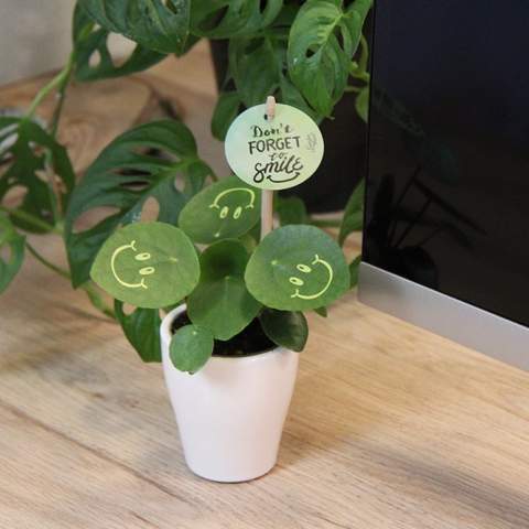 With this living plant, you can bring a smile to your clients' faces, exude positivity, and bring life to the office. The trendy Pancake Plant has been transformed into the Smylieplant®, which makes everyone happy. The Pilea peperomioides, better known as the Pancake Plant, is back in style. This well-known plant features 3 smileys, giving it a unique appearance. It is also known as the ideal desk plant, as both plants and smiling are good for health. When this plant receives enough water and light, it can last a very long time. The smileys and logos will remain on the plant unless the leaf they are on falls off. This is a normal occurrence in plants, but it can take a while.<br /><br />It is, of course, possible to personalize the Smylieplant® with your logo or design. Thanks to our special techniques, applying the smileys or logos does not affect the plant's lifespan. This allows you to showcase your logo, slogan, or message on one or all of the Smylieplant® leaves, leaving a unique impression. Additionally, we offer the option to print on the plant pot or include a personalized card. If you really want to bring a smile to someone's face and radiate positivity, the Smylieplant® is the perfect item.<br /><br />The Smylieplant® is partly seasonal and grows significantly better in summer than in winter due to the greater amount of light and sun. Please contact us for current availability and quality during the winter season. This product is always packed in a protective transparent plant sleeve, even when packed in a gift box. We do this to protect the plant against possible damage. If you have any questions about this product, desired personalization, or packaging options, please feel free to contact us.<br /><br />Flowers and plants are living items and should be transported with care to ensure quality. This includes properly supporting plants, handling their fragility, and considering the impact of temperature on the plants. Therefore, it is almost always necessary to ship our products by pallet when it comes to bulk quantities, even for small quantities. Feel free to ask us about the shipping costs.