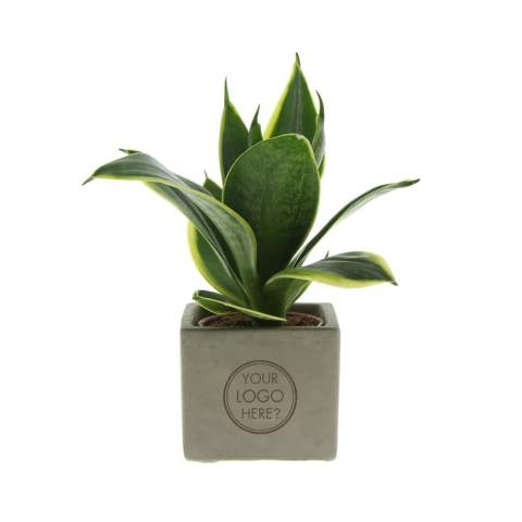 Concrete pot with a personal message or logo; Discover the perfect green mix combined with the elegance and robustness of our Congreet® plant pots. Ideal for the office due to their easy maintenance, durability, and air-purifying properties. The Congreet® with plants combine toughness and luxury with a refreshing look. The name 'Congreet®' nods to the material used (concrete) and the ability to convey greetings and messages.<br /><br />The Congreet® plant pots are filled with a mix of high-quality and refreshing Sansevieria plants, known for their air-purifying properties and contribution to a healthier work environment. Due to their minimal maintenance needs, they are perfect for the office and add a decorative accent to any space that remains in view for a long time. In short, they are the ideal choice for you. However, if a different plant is preferred, please contact us.<br /><br />With precise engraving on the concrete surface, Congreet® offers a timeless look that fits on any desk, table, or office space. The possibilities are endless – from company logos to inspiring quotes – making these pots stand out as promotional items or corporate gifts. Whether it's an appreciation for employees, a promotional gift for clients, or a festive touch at special events, Congreet® seamlessly integrates into any business setting.<br /><br />Do you have any questions about this product, desired personalization, or packaging options? Feel free to contact us.<br />Flowers and plants are living items and should be transported with care to ensure quality. This includes properly supporting plants, handling their fragility, and considering the impact of temperature on the plants. Therefore, it is almost always necessary to ship our products by pallet when it comes to bulk quantities, even for small quantities. Feel free to ask us about the shipping costs.